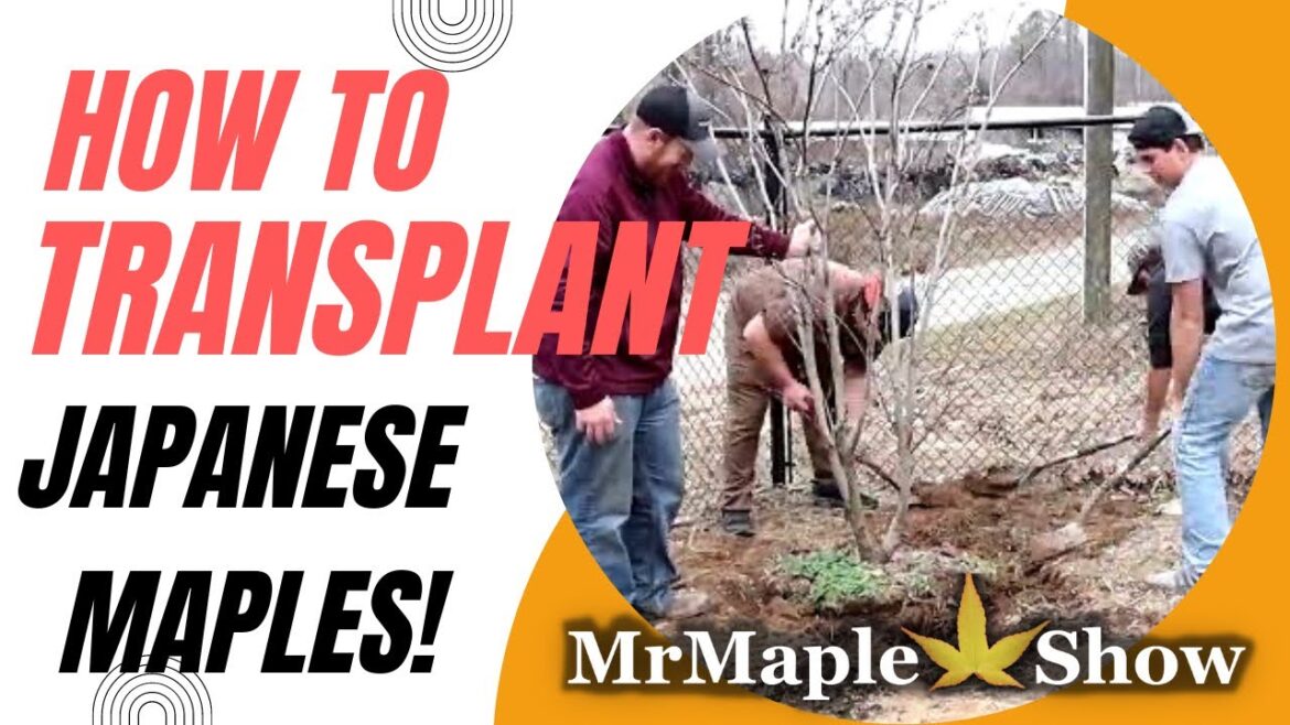 How To Transplant A Japanese Maple | Gardening 101 | DIY Gardening