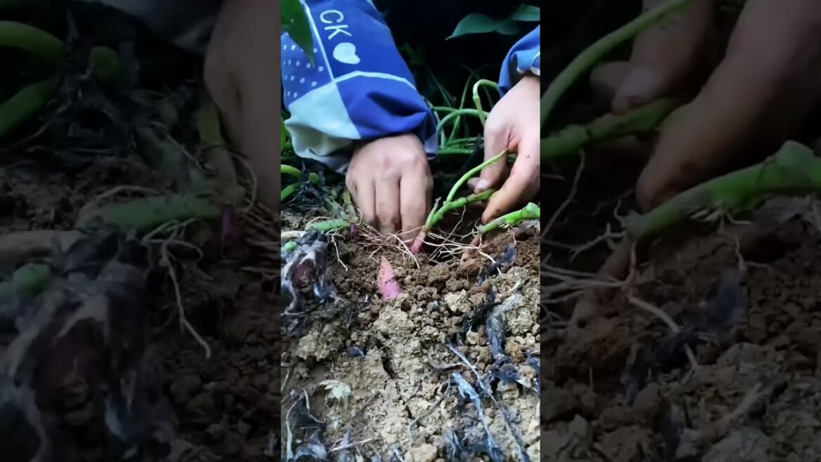 I  growing garden and vegetable by MeiMei  #shorts #garden #vegetable