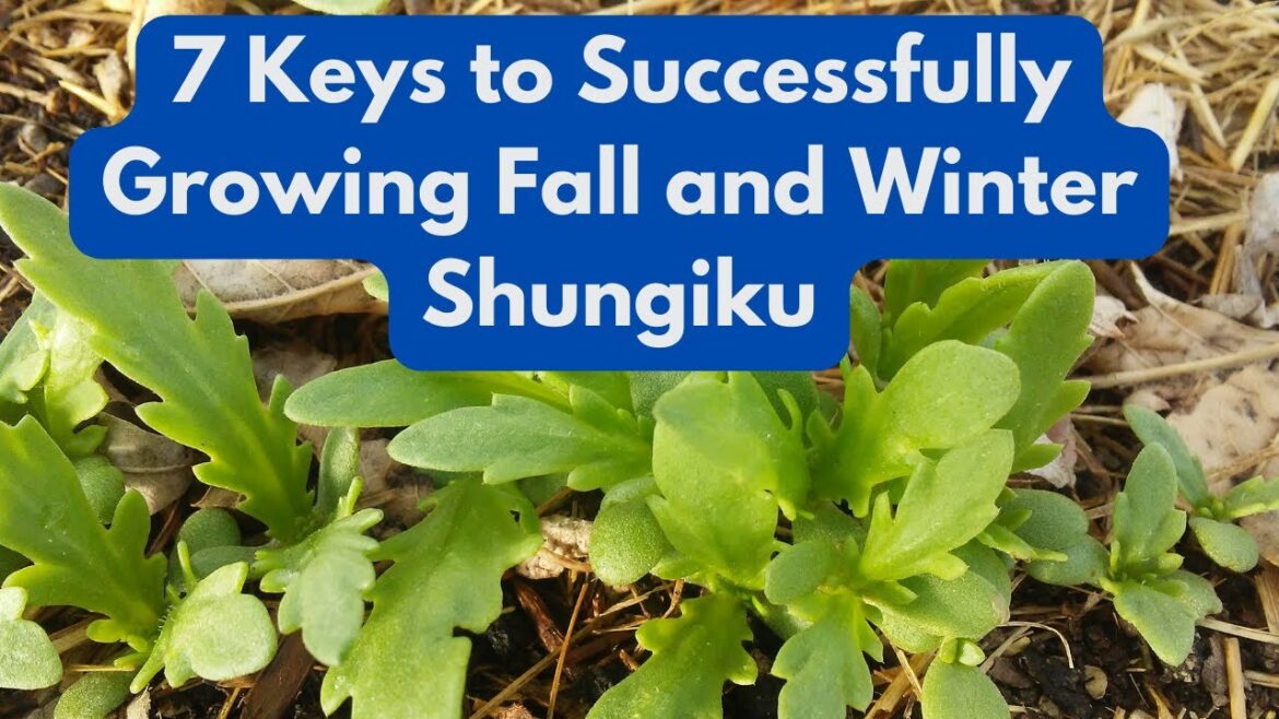 7 Keys to  Successfully Growing  Fall and Winter Shungiku