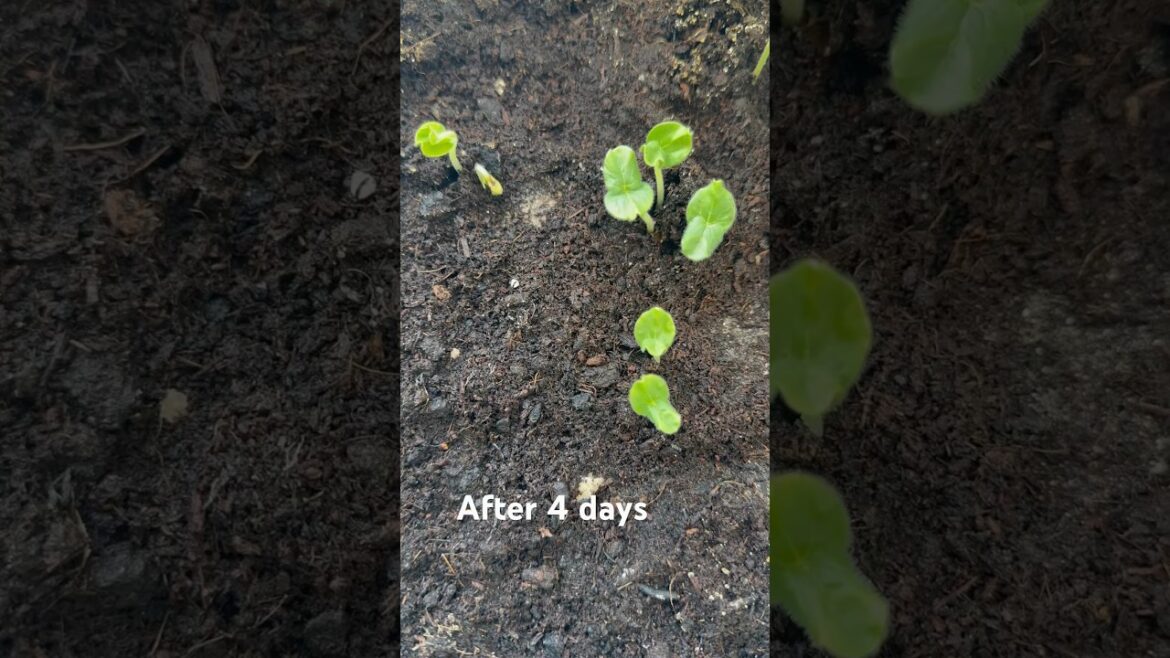 Balcony vegetable gardening in winters in Dubai #vegetable gardening  #gardeningideas  #shortvideo