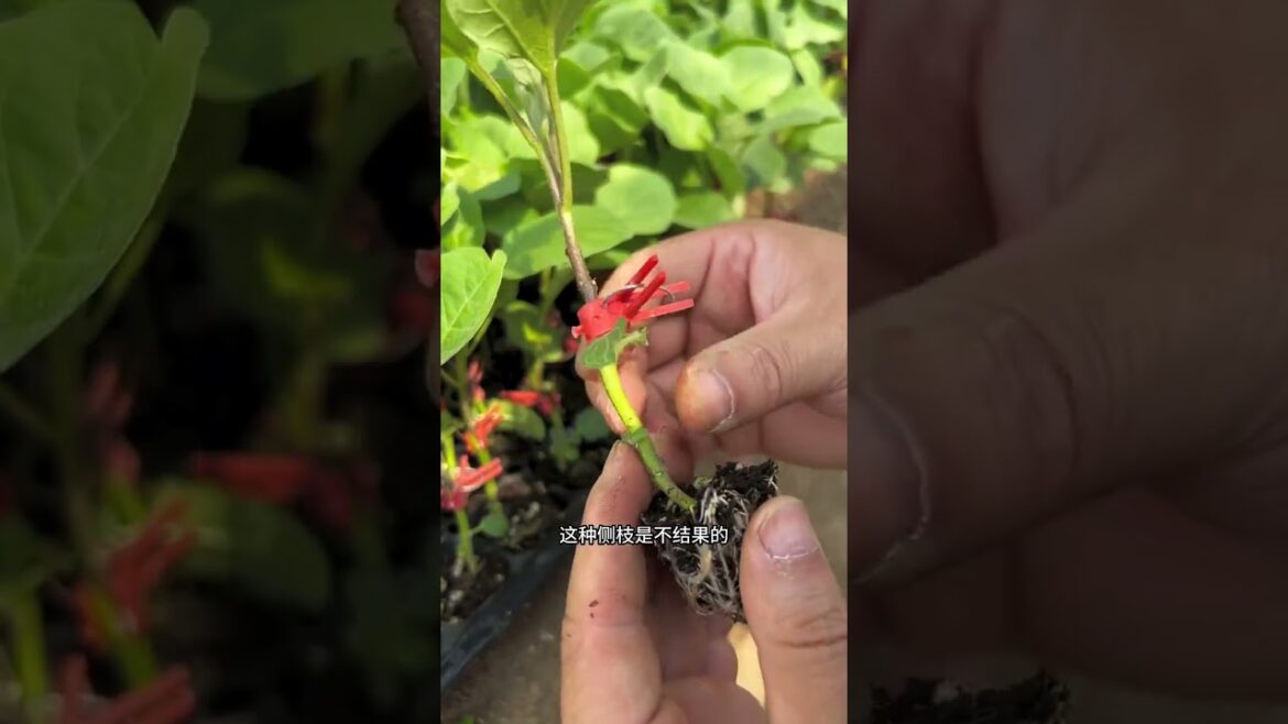 My growing garden and vegetable #shorts #garden #vegetable My growing garden and vegetable #shorts #garden #vegetable
