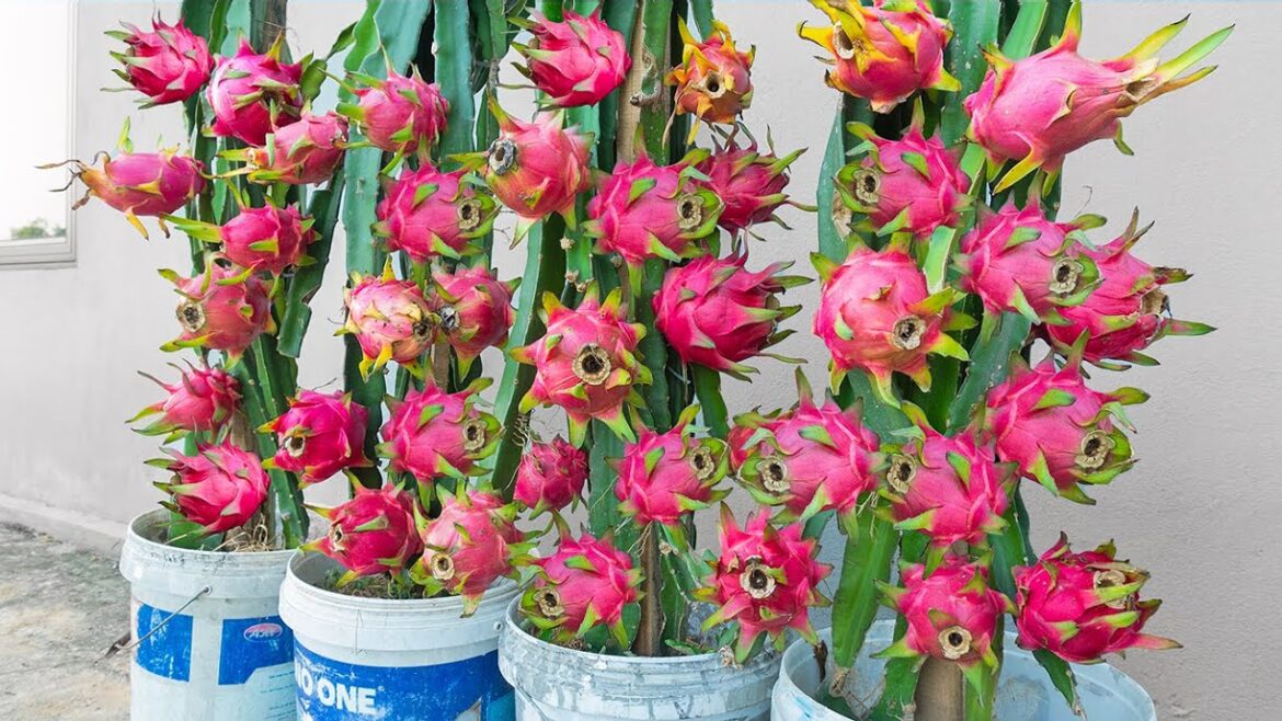 How to grow dragon fruit in plastic containers? This result exceeds expectations