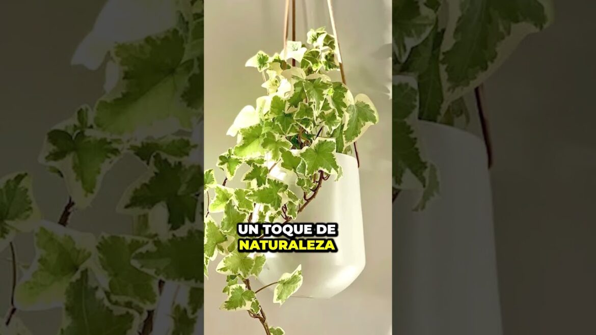 4 Plantas Trendy para 2024 Parte 3: Orquídea Dama, Sansevieria y Más | Urbangreen Trends 🌱✨ 4 Plantas Trendy para 2024 Parte 3: Orquídea Dama, Sansevieria y Más | Urbangreen Trends 🌱✨