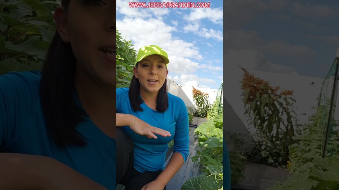 Sow seeds or transplant herbs right NOW #herbs #herbgarden #garden #gardeningtips #november #plants Sow seeds or transplant herbs right NOW #herbs #herbgarden #garden #gardeningtips #november #plants