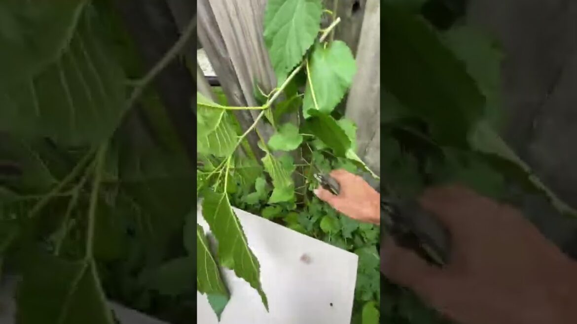 Clean up backyard garden | short