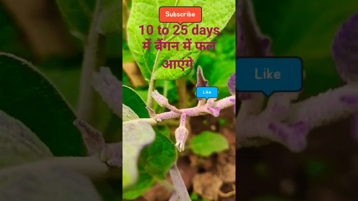 Fast fruiting in brinjal #howto #shorts #gardeningtips #gardening #kitchengarden #brinjal #ytshorts