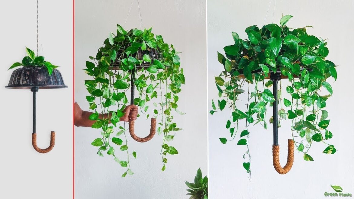 Unveiling Money Plant Hanging Hacks: Indoor Decoration Tips