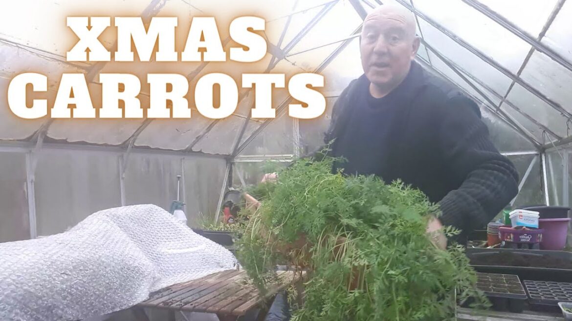 Christmas Carrot Harvest [Gardening Allotment UK] [Grow Vegetables At Home ]