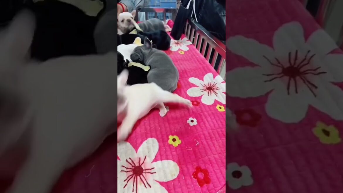 Funny puppy π#animalbehavior #animals #dogs Funny puppy π#animalbehavior #animals #dogs