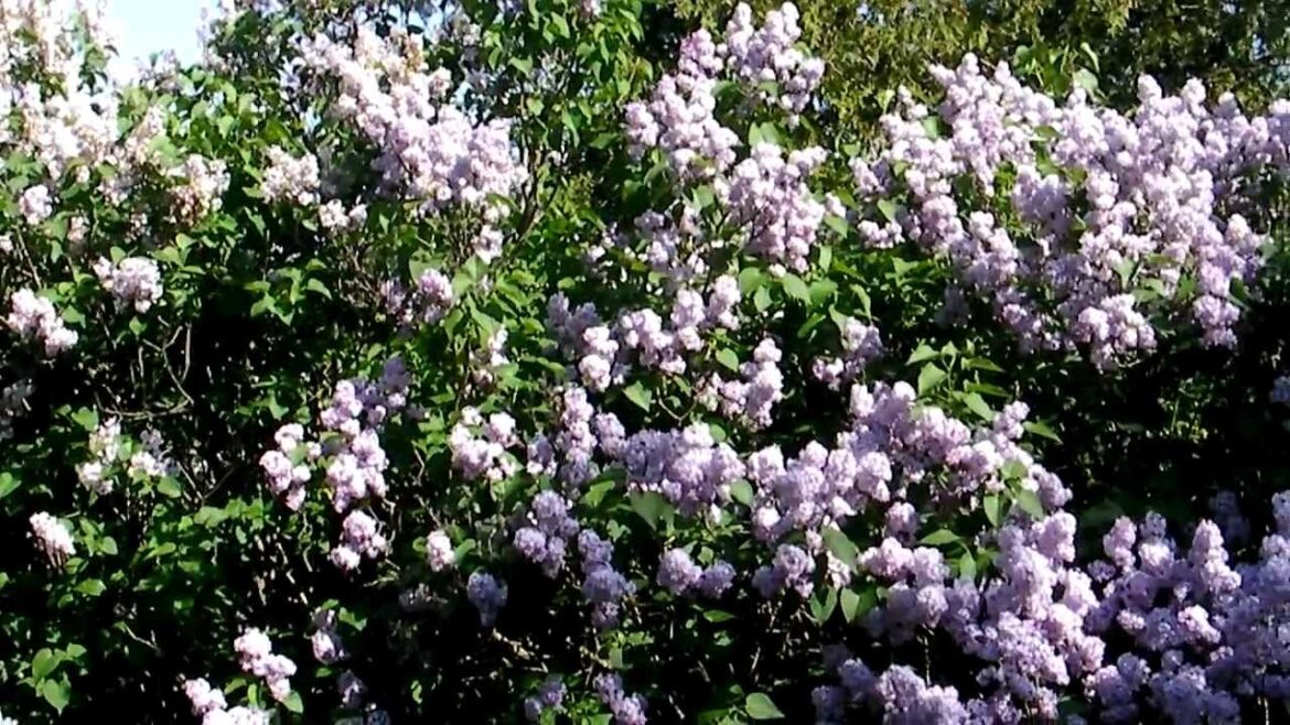 Gardening Tips: Growing Lilacs and What You Need the Most Gardening Tips: Growing Lilacs and What You Need the Most