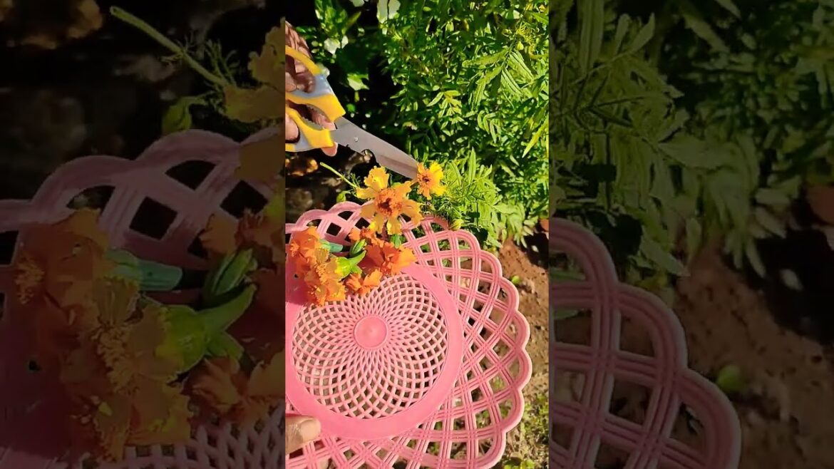 #marigold #flowers #cut #plants #gardening #home #tools #seeds #kraft seeds #tools #kitchengarden