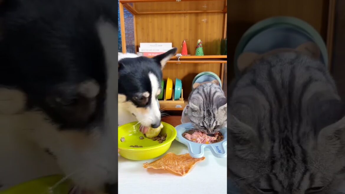 dog and cats eating together 😂#dogs #catshorts #shorts