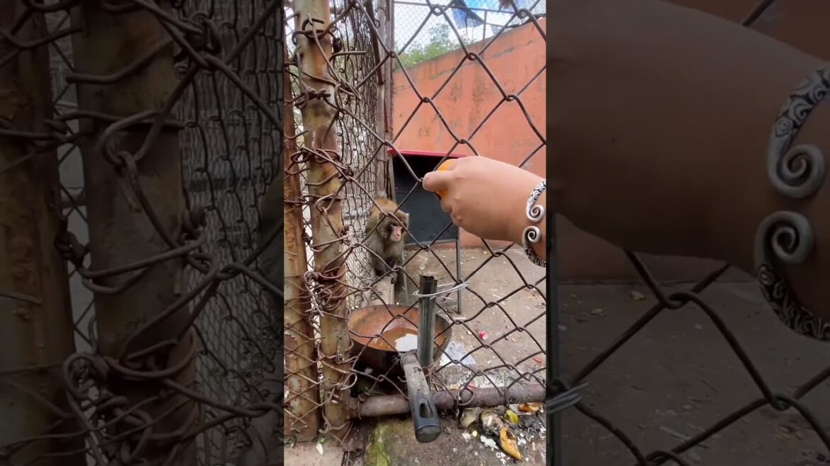 Monkey Funny Video #animals #shorts #monkey Monkey Funny Video #animals #shorts #monkey