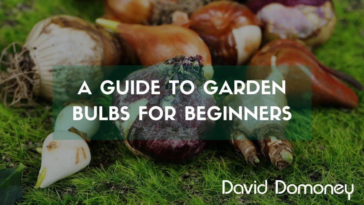 A guide to garden bulbs for beginners A guide to garden bulbs for beginners