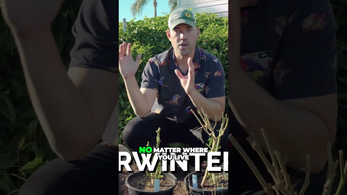 Unlocking Year Round Peppers  Overwintering Secrets Revealed! #garden