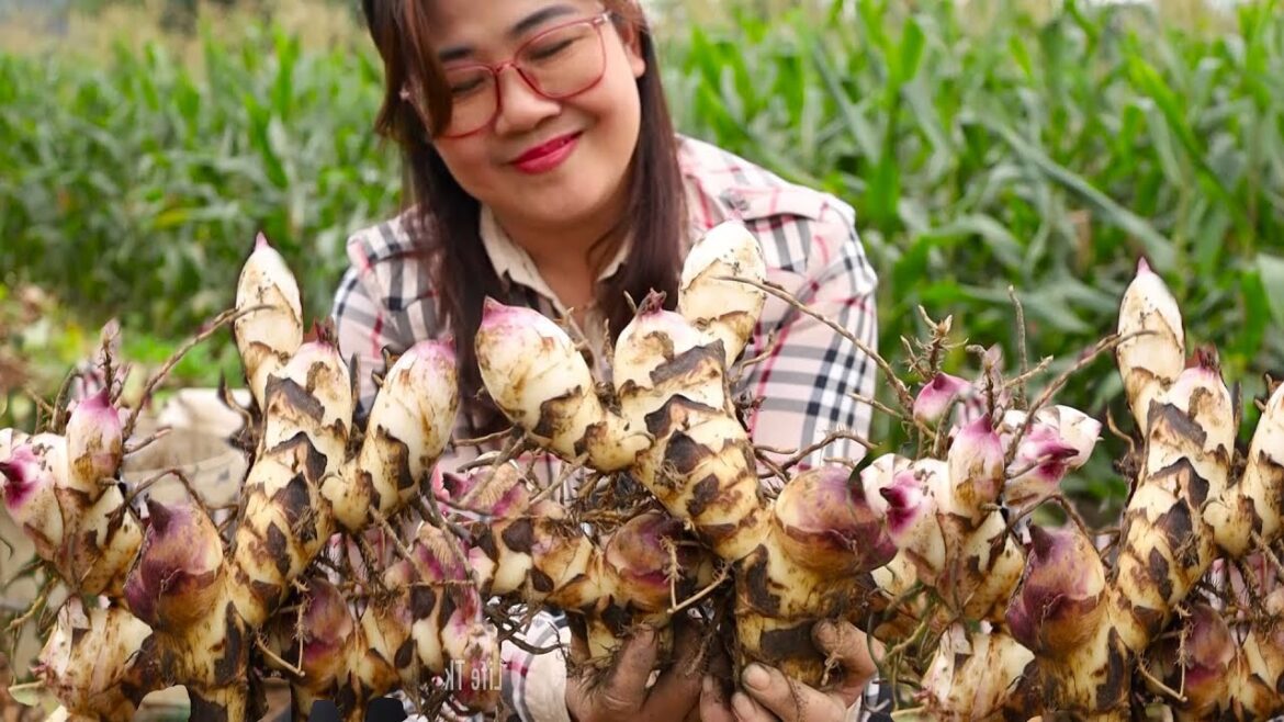 Harvest Edible Canna Rhizome Goes To The Market Sell II Rural Life Tk
