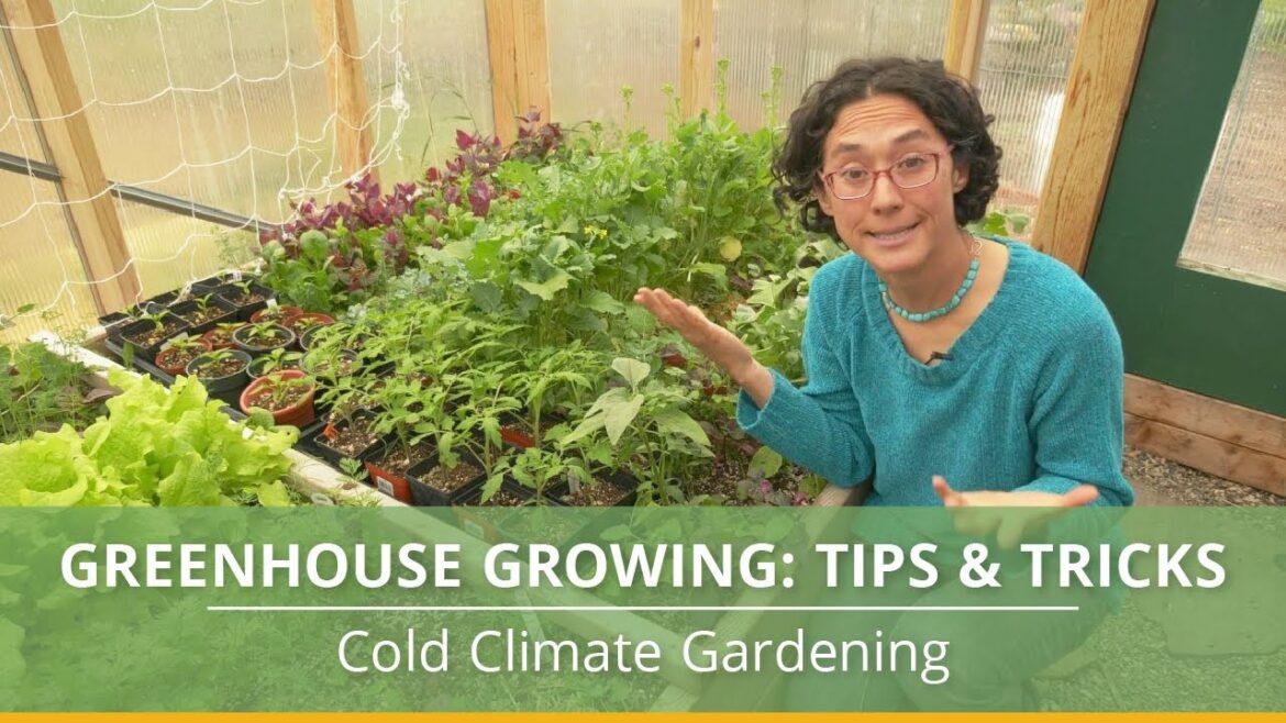 Learn How to Grow Vegetables in a Greenhouse With These Helpful Tips! Learn How to Grow Vegetables in a Greenhouse With These Helpful Tips!