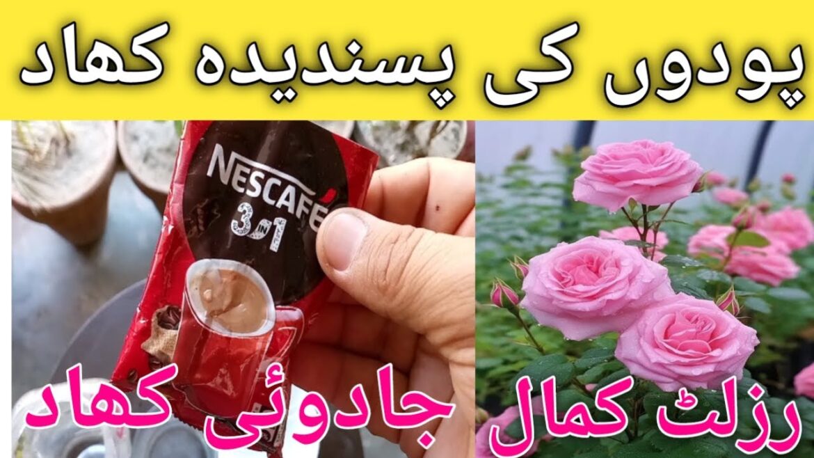 Coffee for plant as fertilizer | coffee ground for plants