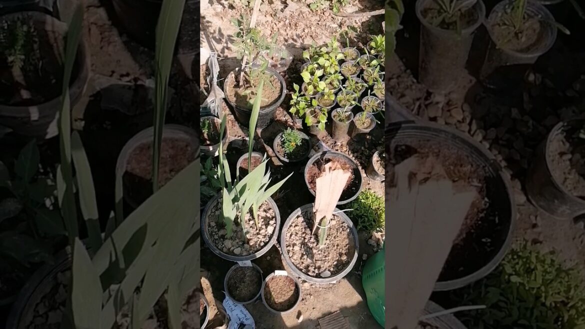 Small space gardening | terrace garden design #gardening #kichengarden #shortvideo #winter