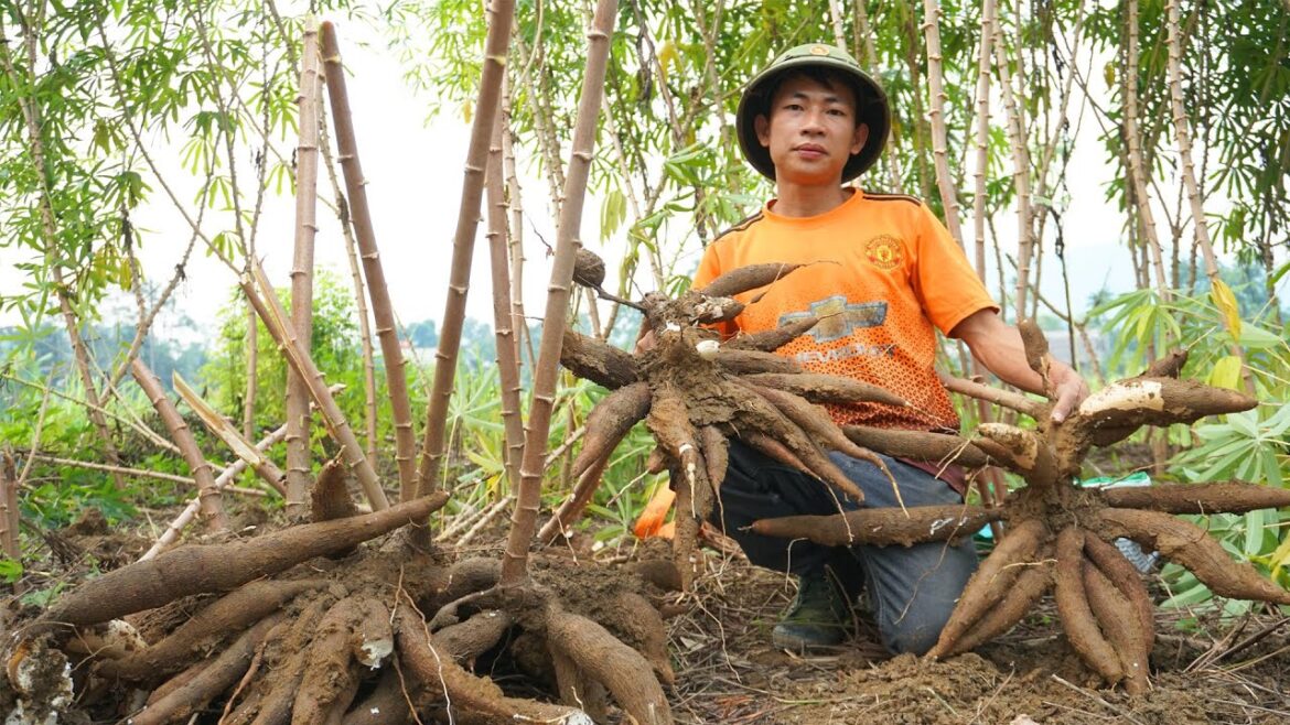 Harvest Cassava Roots Goes to market sell - Vegetable gardening | Family building farm
