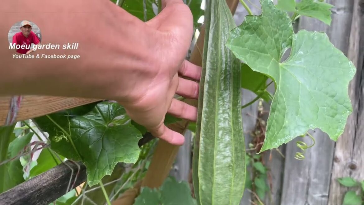 vegetable at my backyard garden | moeu garden skill