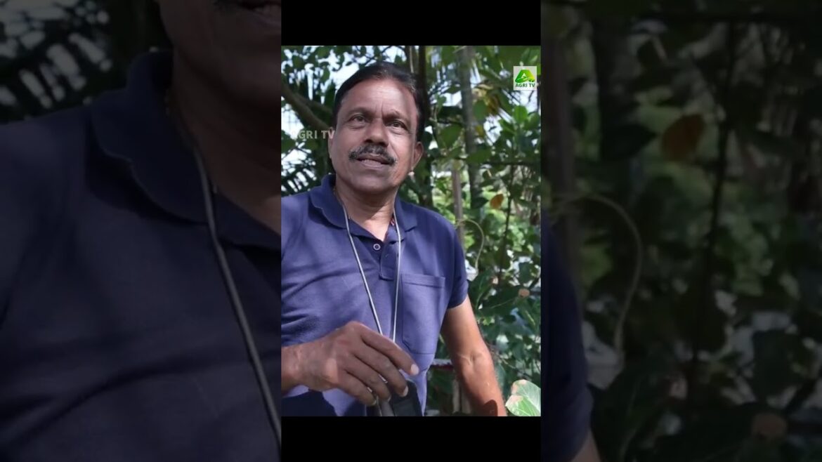 ഒറ്റത്തെങ്ങിൽ 500 ലധികം തേങ്ങകൾ! കൊച്ചി നഗരത്തിലെ അത്ഭുത തെങ്ങ് #coconut #farmingkerala