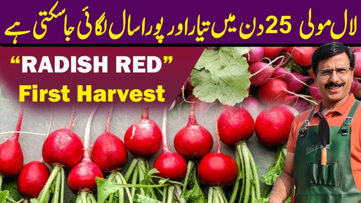 “RADISH RED” First Harvest  || Gardening With Javed Iqbal
