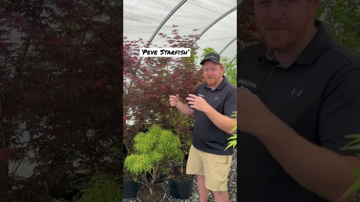 Starfish Japanese Maple! Gardening with MrMaple.con #japanesemaple #mrmaple #garden #shorts #maples