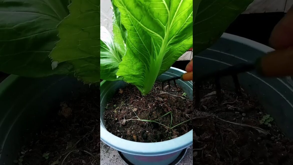 My growing garden and vegetable #shorts #garden #vegetable My growing garden and vegetable #shorts #garden #vegetable