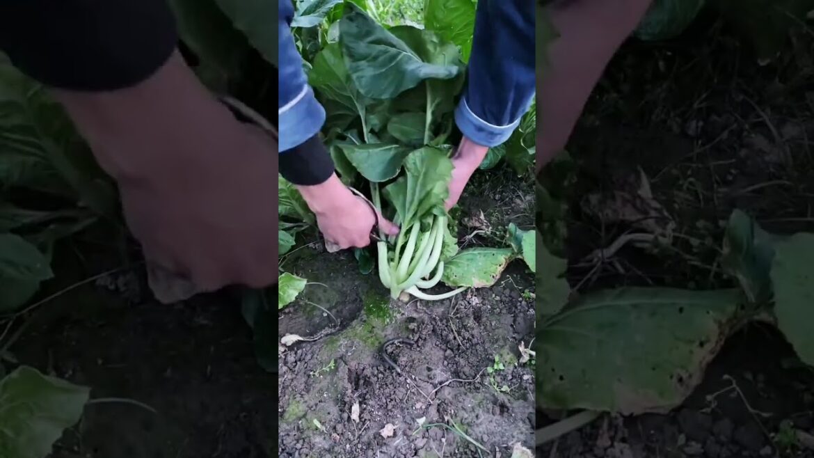 My growing garden and vegetable #shorts #garden #vegetable My growing garden and vegetable #shorts #garden #vegetable