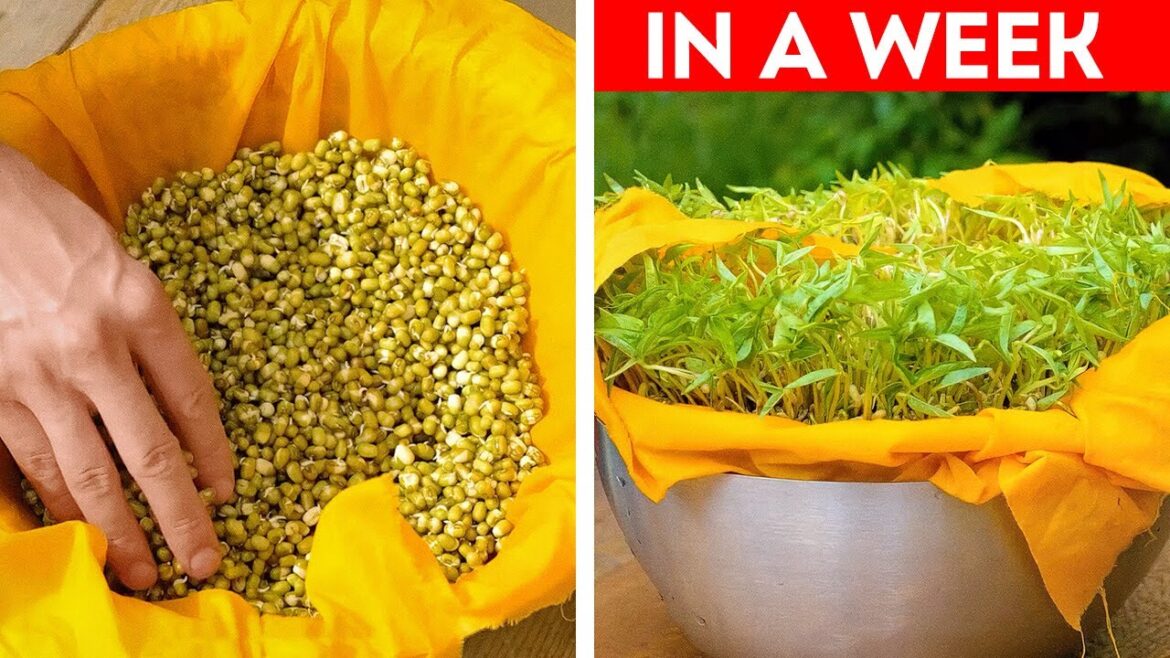 Gardening Ideas for Home: How to grow microgreen and other plants 🫛🌱 Gardening Ideas for Home: How to grow microgreen and other plants 🫛🌱