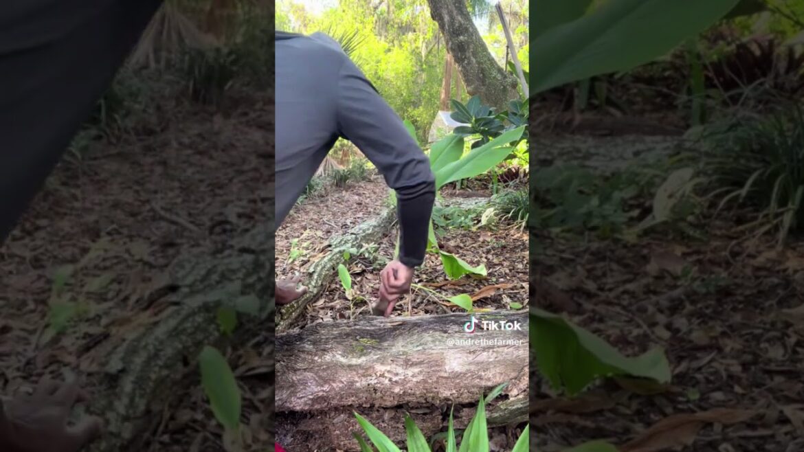 Turmeric Harvest Surprise in My Front Yard! 🌿✨