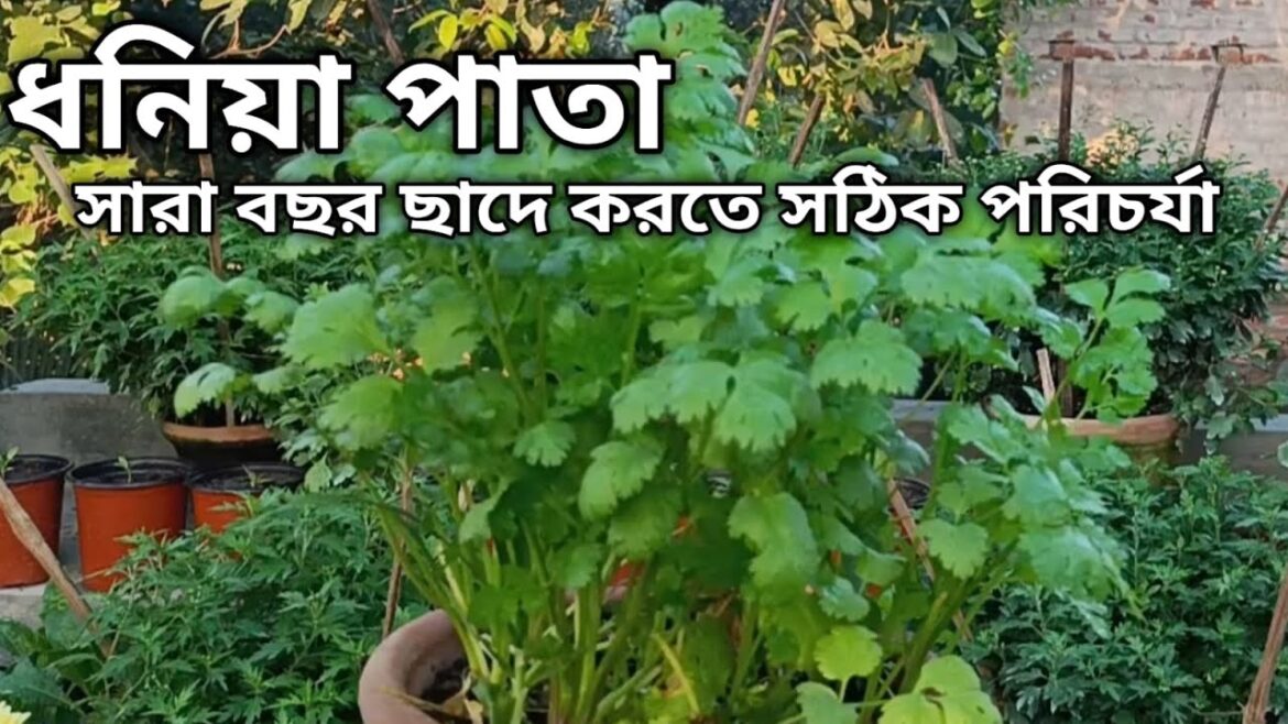 টবে সারা বছর করুন ধনিয়া পাতা #Coriander #ContainerGardening #HerbGarden #GardeningTips #winterplant টবে সারা বছর করুন ধনিয়া পাতা #Coriander #ContainerGardening #HerbGarden #GardeningTips #winterplant