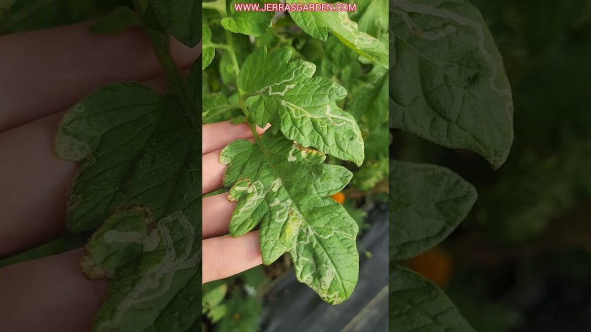 Do your plant leaves have white lines? Leafminer Pests #gardeningtips #garden #vegetablegarden Do your plant leaves have white lines? Leafminer Pests #gardeningtips #garden #vegetablegarden