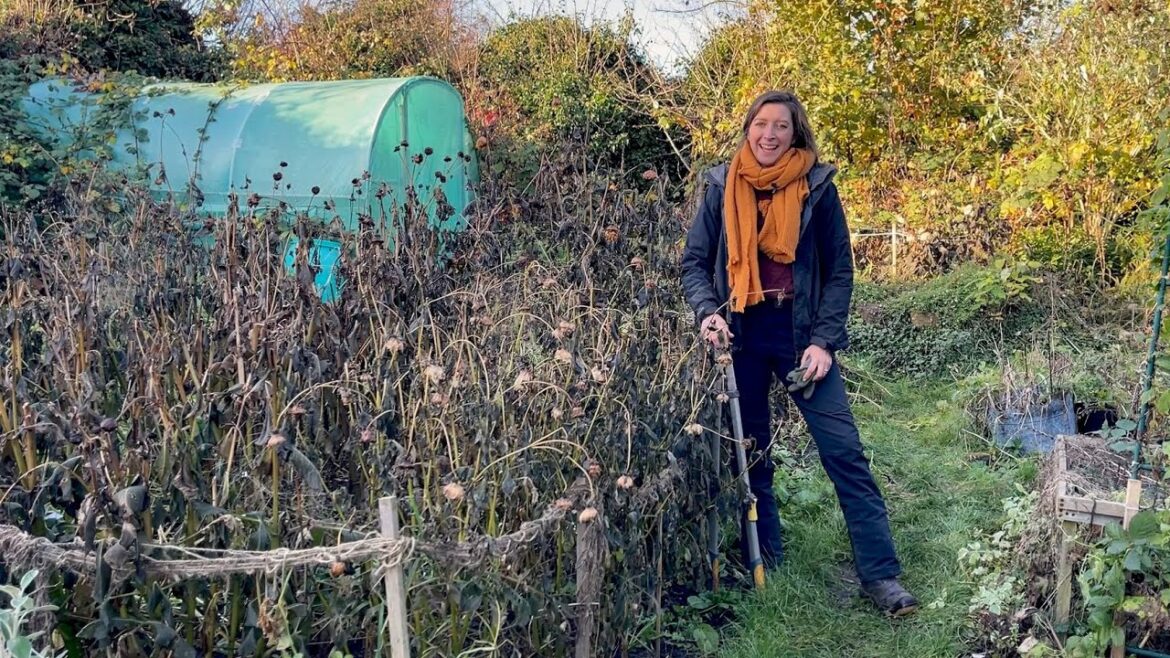 November Update - Mulching the Dahlias