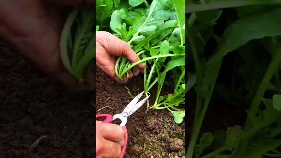 My growing garden and vegetable #shorts #garden #vegetable My growing garden and vegetable #shorts #garden #vegetable