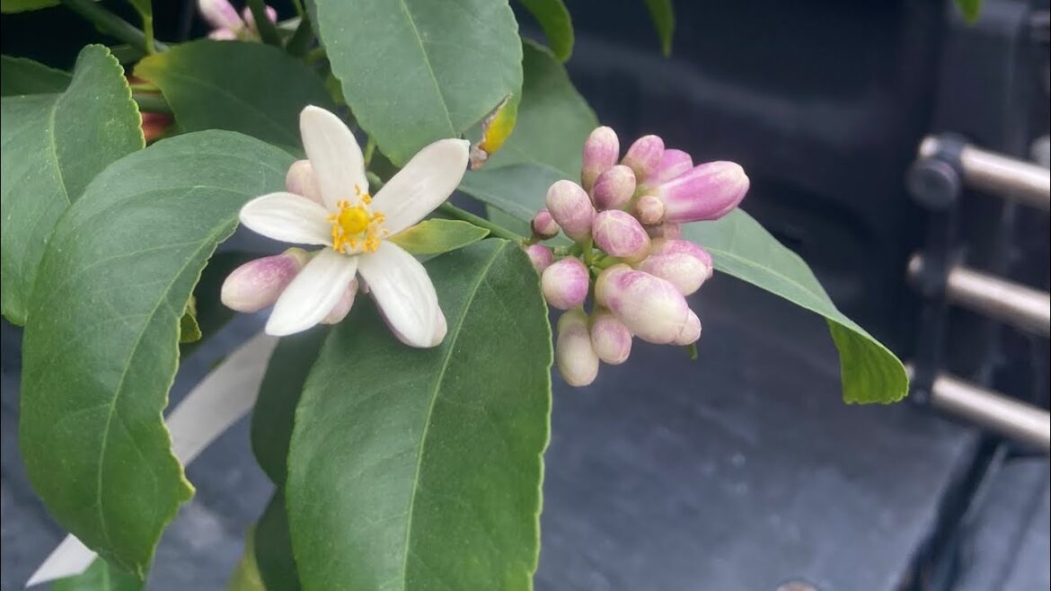 Container garden walk through of what we have