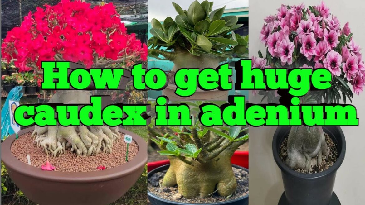 How to get huge caudex in Adenium? How to get huge caudex in Adenium?