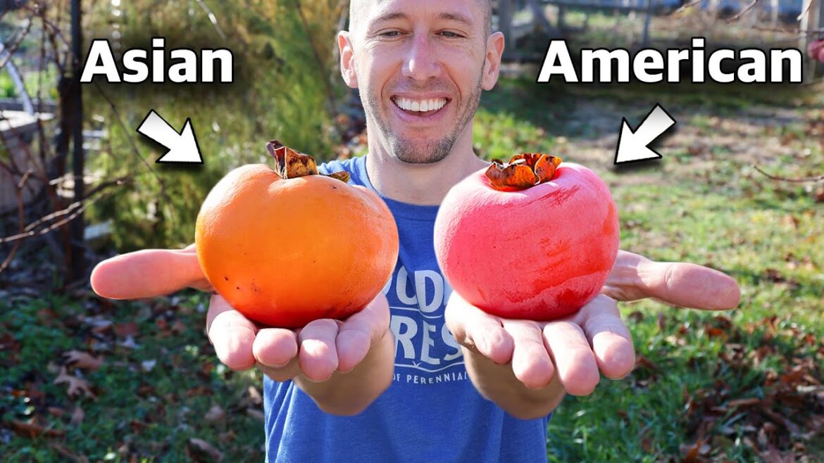 The Most Underrated RARE Fruit You Probably NEVER Thought to Plant...