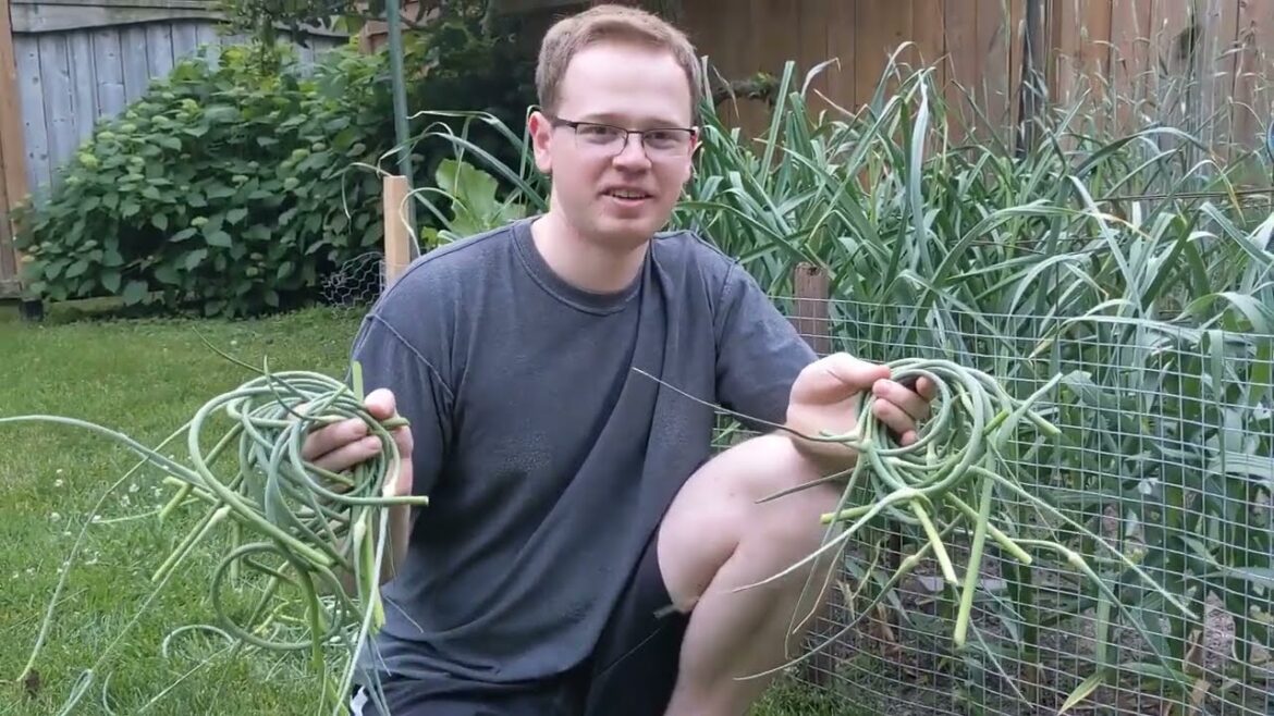 Gardening Tips - Cutting Garlic Scapes