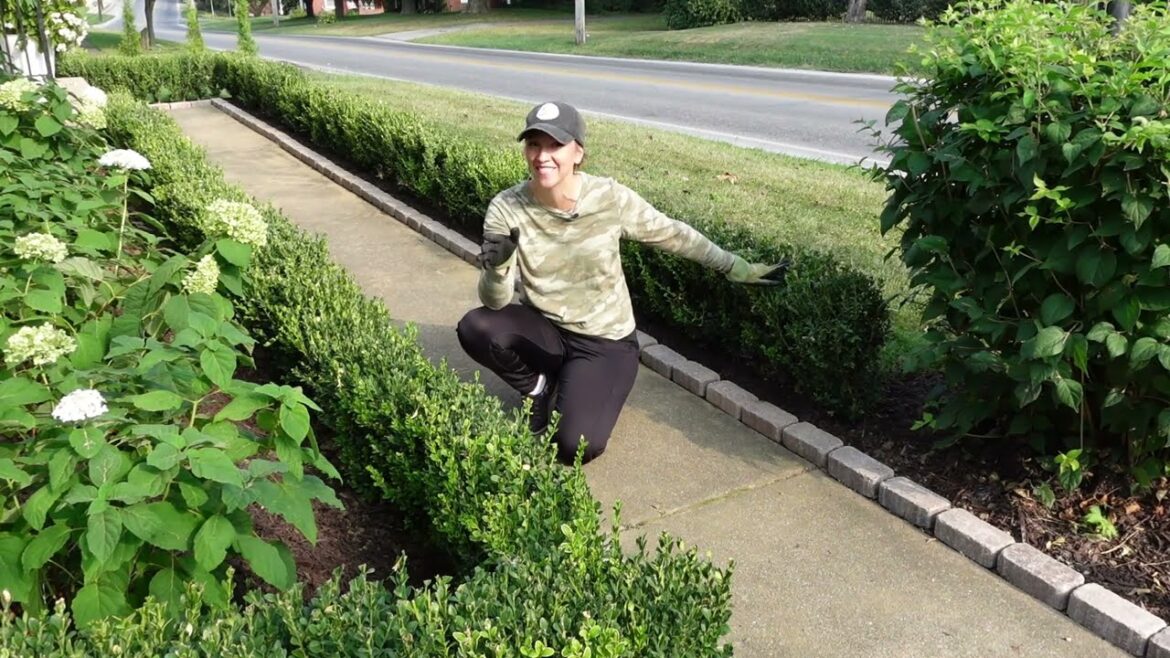 Front Yard Garden Renovation Part 2! Instant Boxwood Hedge & Laying a Brick Runner