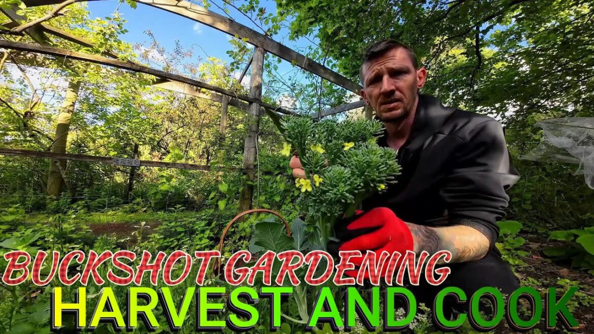 Harvesting And Cooking Some Of My Veggies
