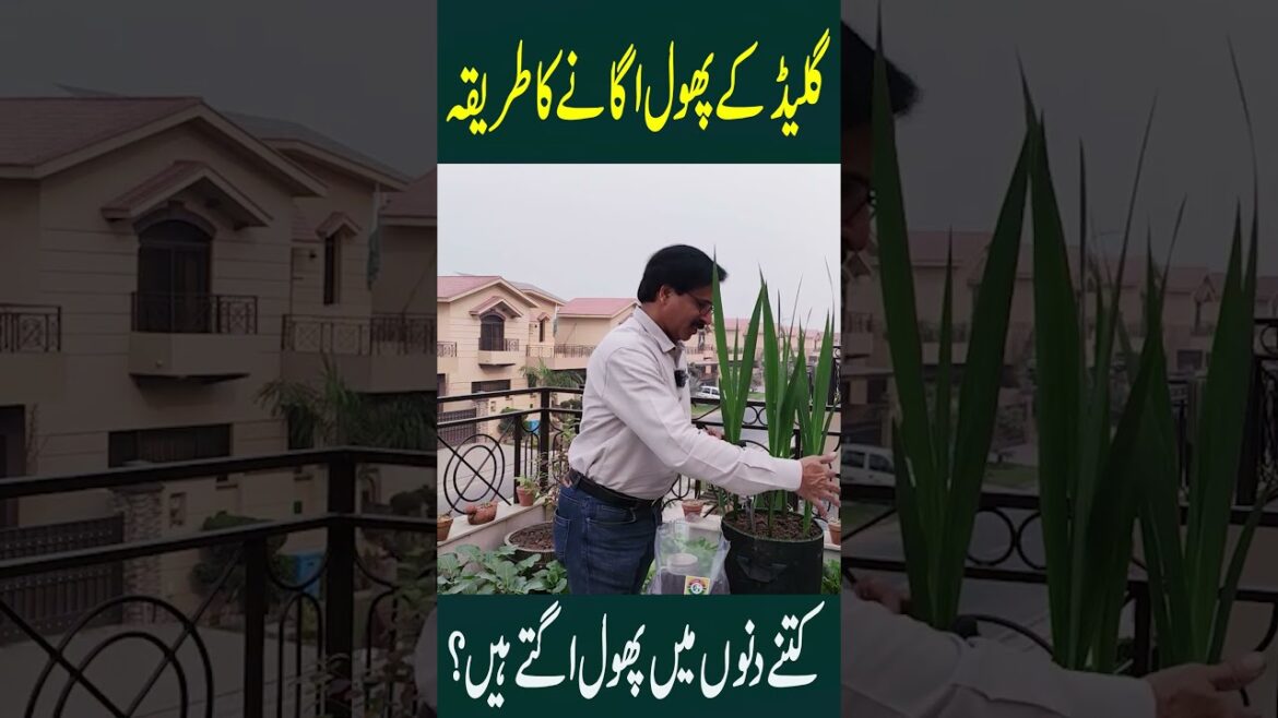 “GLADIOLUS” UPDATE || Gardening With Javed Iqbal "GLADIOLUS" UPDATE || Gardening With Javed Iqbal