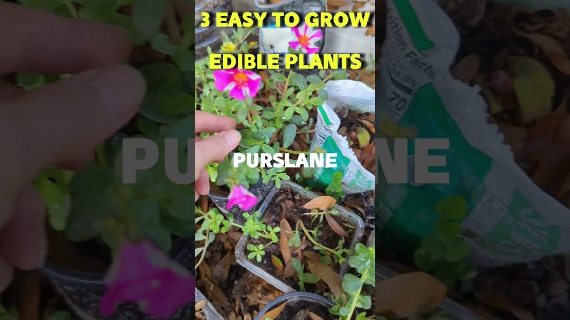 Easy grow plants #gardening #plantsinpots #easyplants #easytogrowplants #easytogrow #purslane #mint