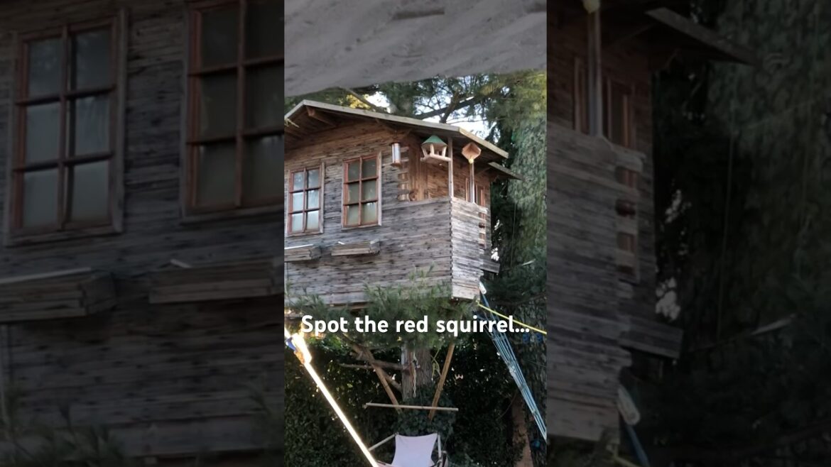 Red Squirrel stocking up for winter in our tree house. #treehouse #squirrel #garden #gardening
