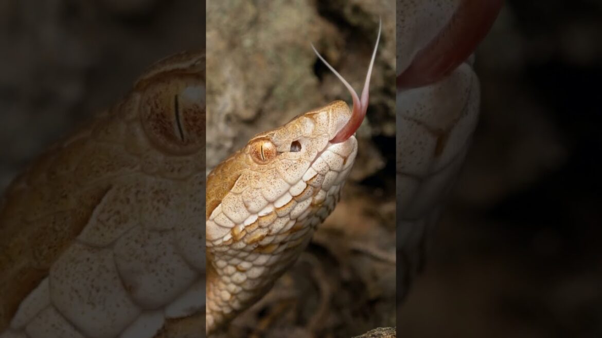 whether snake can smell? #shorts #shortsviedo #shortsfeed