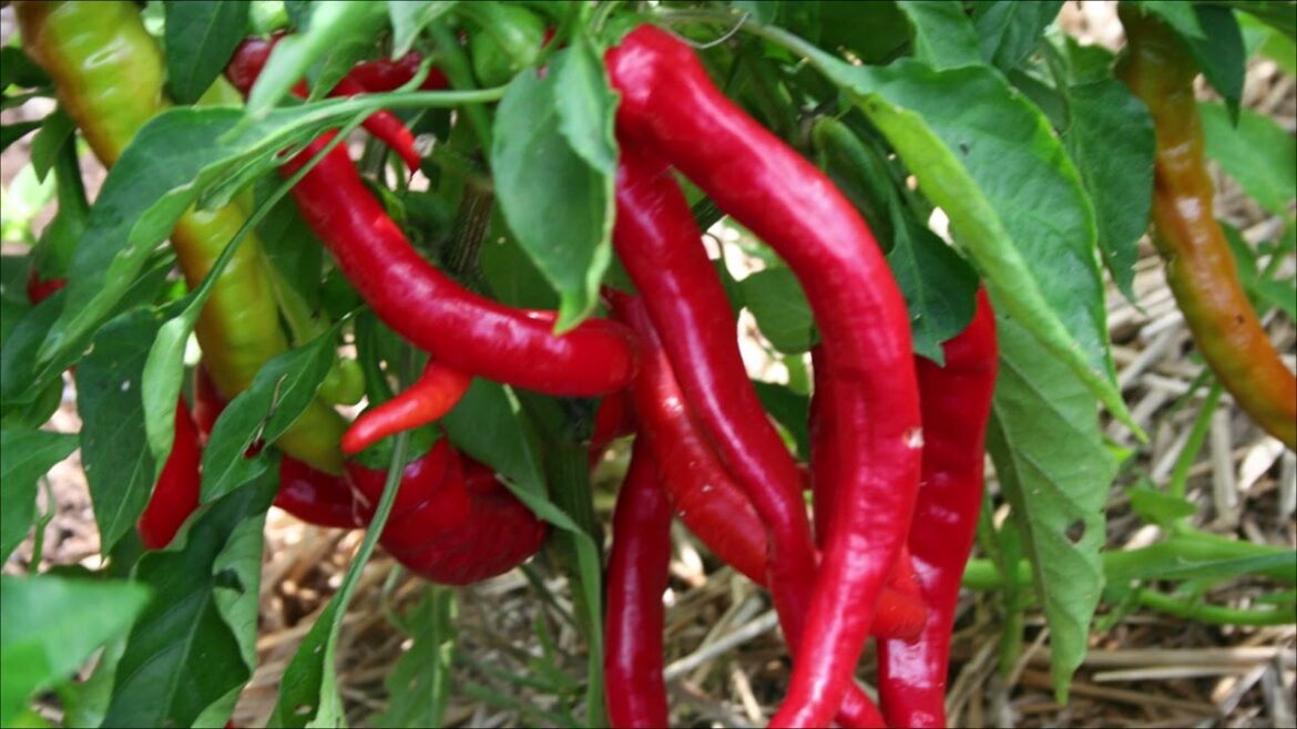 Midwest Gardener Pepper Seeds Are Now Available