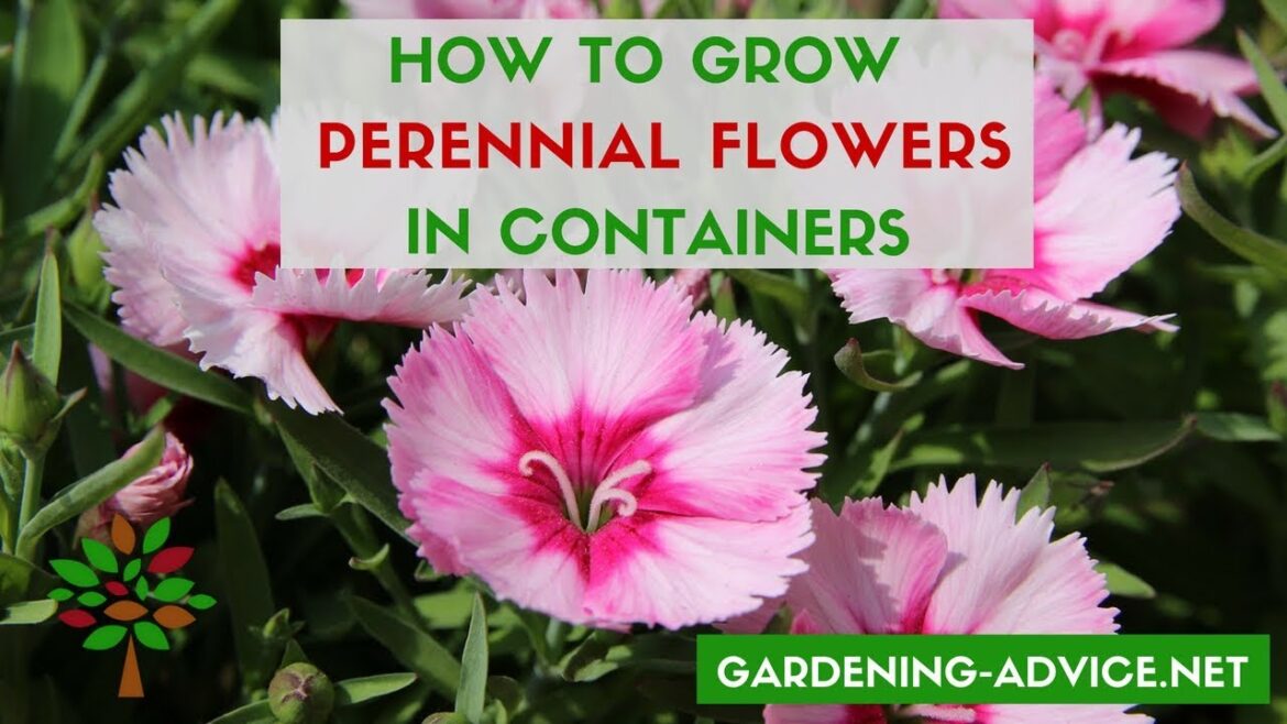 Container Flower Gardening Tips – 10 Perennial Plants For Pots Container Flower Gardening Tips - 10 Perennial Plants For Pots