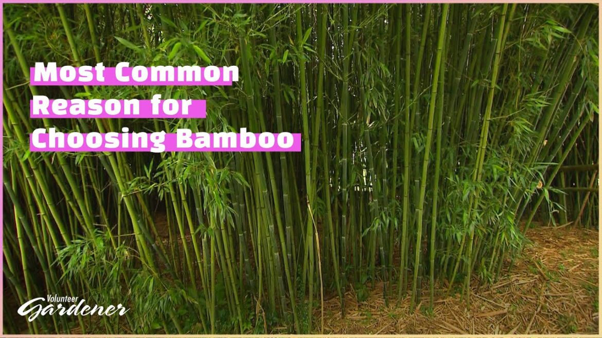 Choosing a bamboo variety | Volunteer Gardener Choosing a bamboo variety | Volunteer Gardener