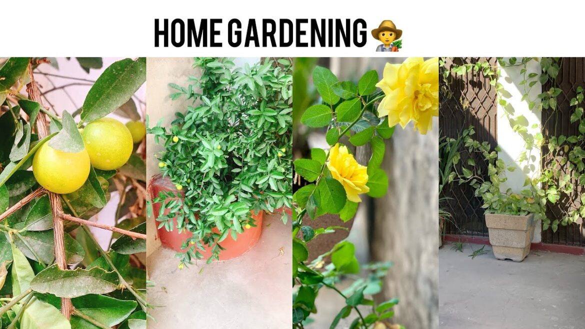 Home Gardening | Home Gardening Tips | Grow Your Own Garden 🪴